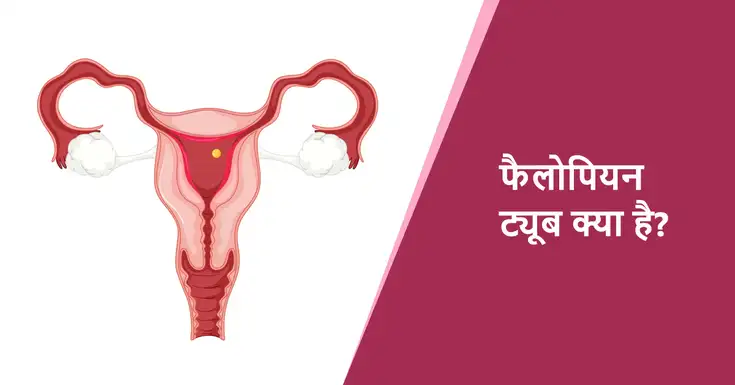 फैलोपियन ट्यूब