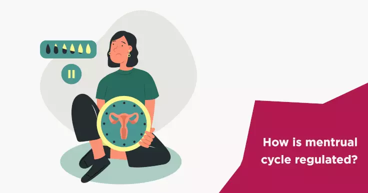  How To Regulate Menstrual Periods? Understanding Hormonal Control