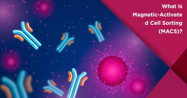  Magnetic Activated Cell Sorting (MACS): How It Works in Fertility Treatment