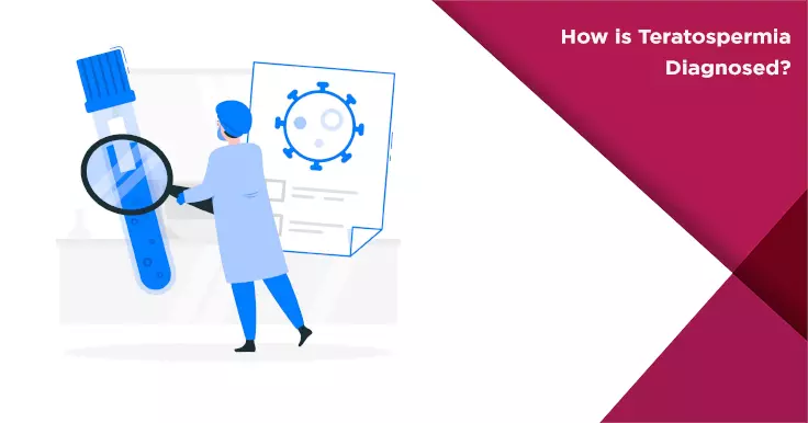  How Is Teratospermia Diagnosed? Explore Tests for Abnormal Sperm Shape