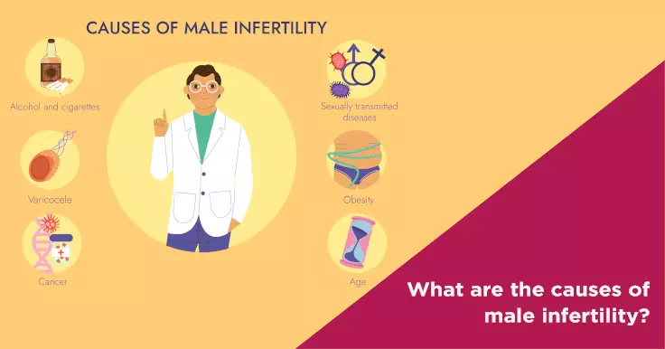  What Are the Causes of Male Infertility? Key Factors to Consider