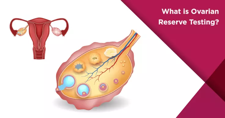  Understanding Ovarian Reserve Testing