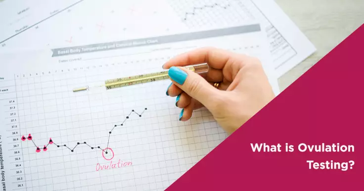  What You Need to Know About Ovulation Testing