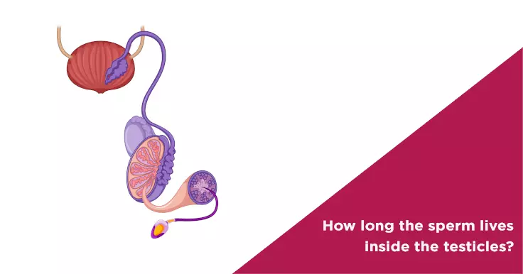  Sperm Lifespan In Male Body: How Long Does It Live?