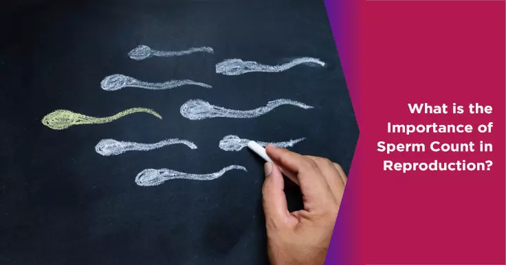  The Importance of Sperm Count in Reproduction and Fertility