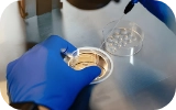 Embryology