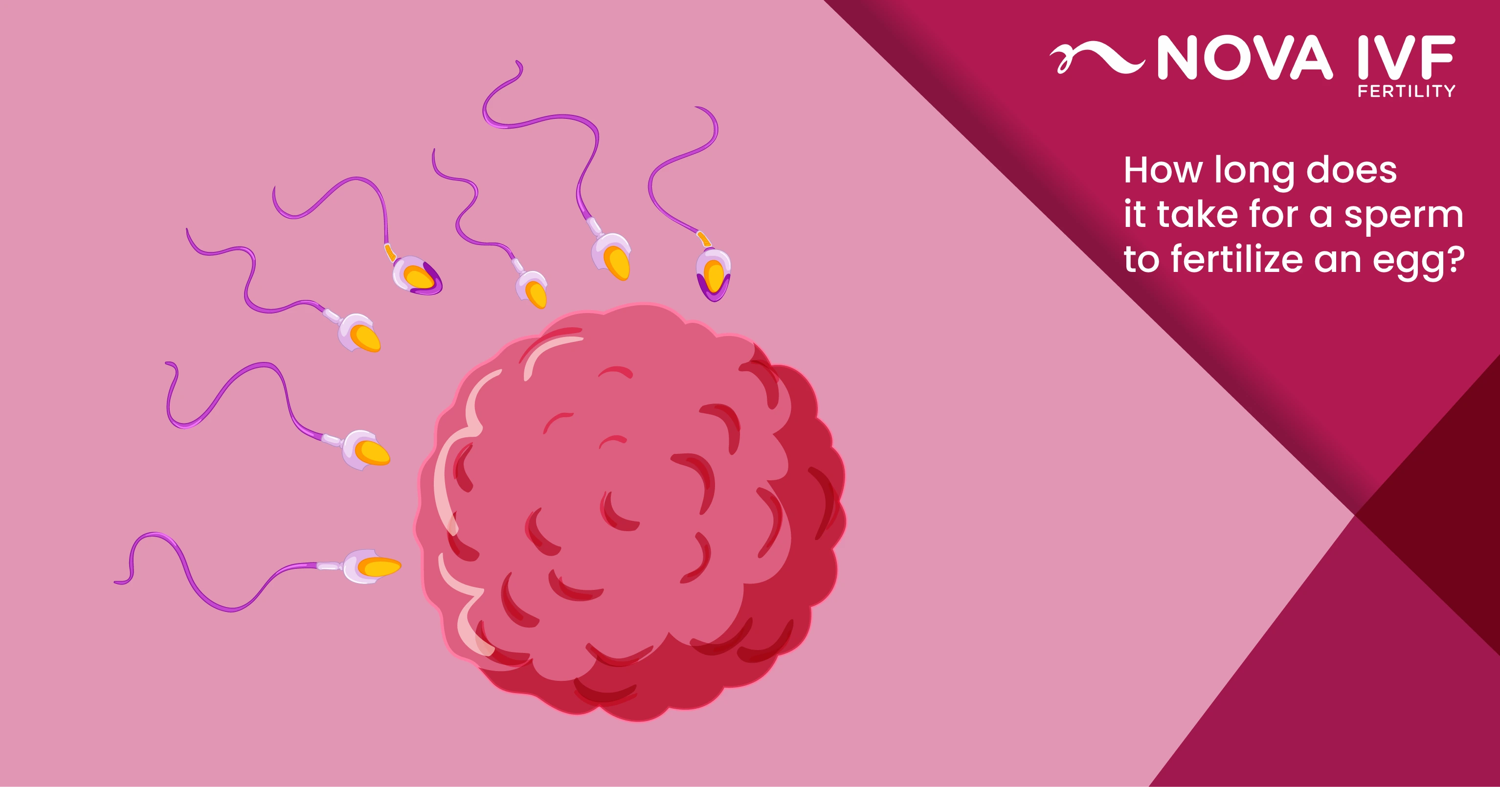How Much Time Sperm Take to Reach Egg