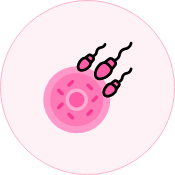 In Vitro Fertilisation (IVF)